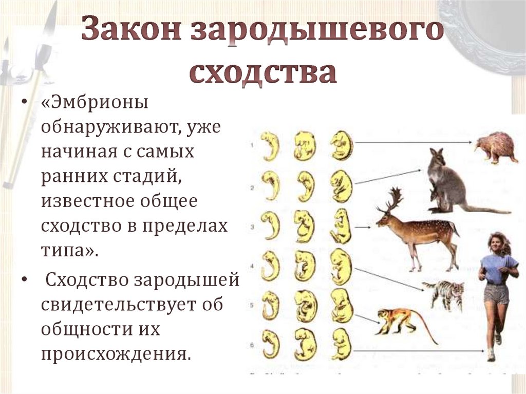 Общий план животного. Закон зародышевого сходства Бэра. Закон зародышевого сходства схема. Закон зролышевого сзолства. Закон зарошещего сходства.