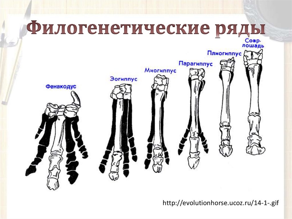 Как называется представленный на рисунке ряд предков современной лошади какие изменения