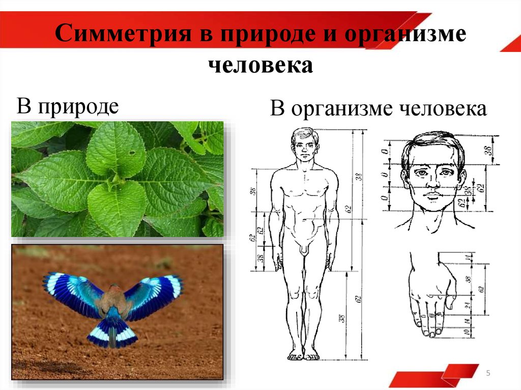 Тело имеет симметрию. Симметрия человека. Билатеральная симметрия человека. Симметрия тела человека. Зеркальная симметрия в человеке.