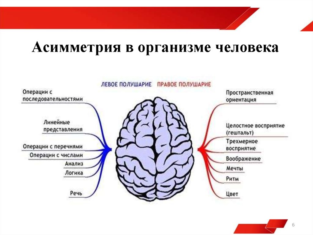 Функциональная асимметрия головного мозга презентация