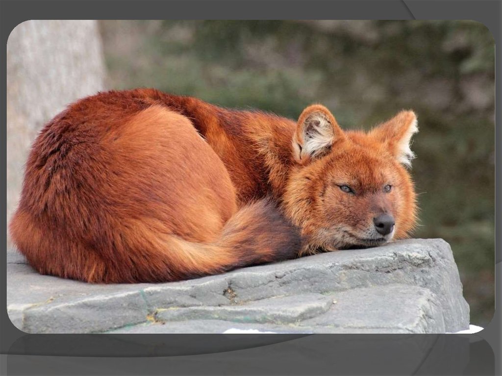 Красный волк читать. Горный волк. Красный горный волк. Тянь-Шанский красный волк. Красный волк в Хакасии.