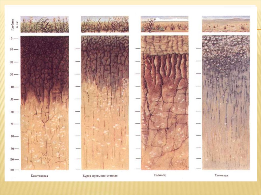 Каштановая где находится. Почвенный профиль бурые полупустынные почвы. Почвенный профиль светло каштановых почв. Профиль бурой пустынно-Степной почвы. Гумусовый Горизонт каштановых почв.