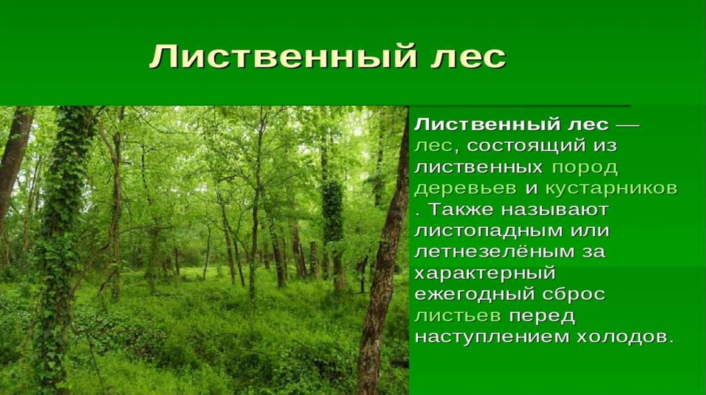 Предложение Про Лес В Художественном Стиле