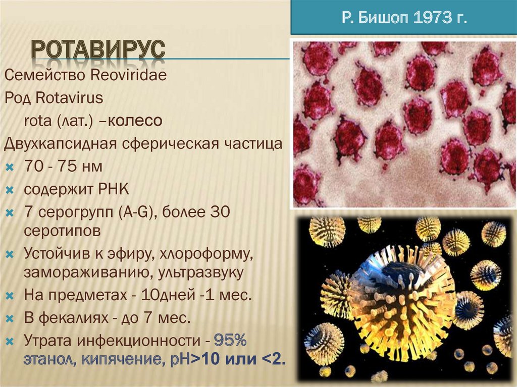 Ротавирус отличить. Возбудитель ротавирусной инфекции. Вирус инфекция ротавирус. Ротавирус характеристика возбудителя. Ротавирус и норовирус.