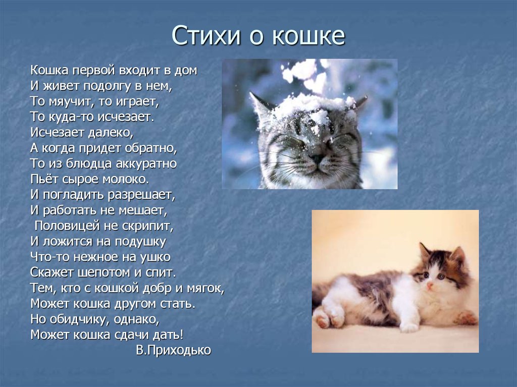 Кошка это кошка у кошки 7 котят. Стих про кошку. Стихи о животных. Стихи о котах. Стихотворение про животных.