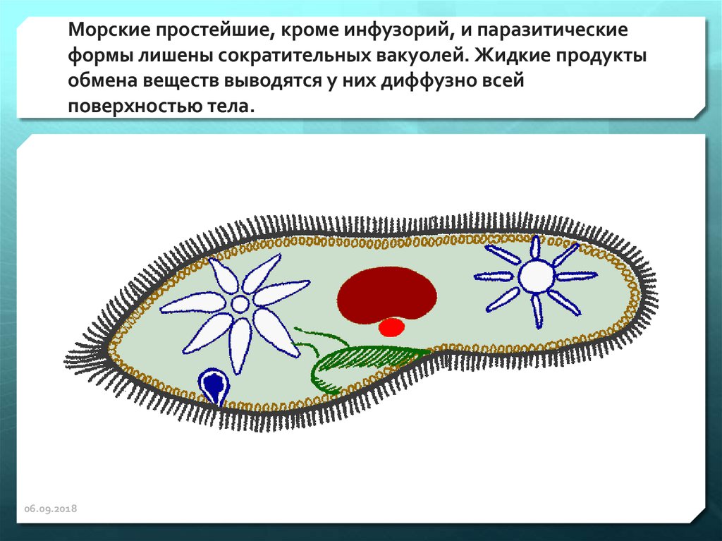 Клетка простейшего. Выделение инфузории туфельки. Инфузория туфелька выделение. Выделительная система простейших. Вакуоли инфузории.