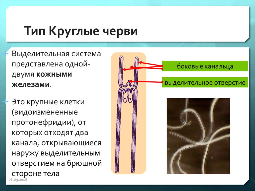 Какая система у круглых червей. Круглые черви протонефридии. Выделительная система круглых червей 7 класс. Выделительная система круглых червей метанефридии. Выделительная система нематод.