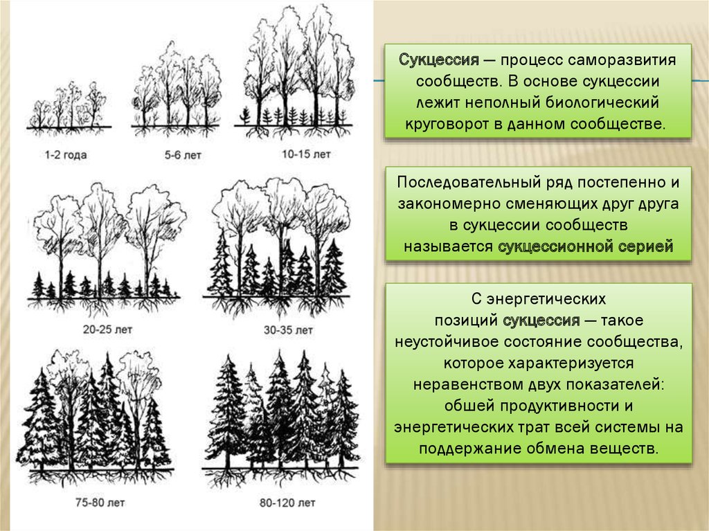 Последовательный ряд. Климаксное сообщество этапы сукцессии. Закономерности сукцессии. Этапы сукцессионного процесса. Закономерности развития сукцессии.