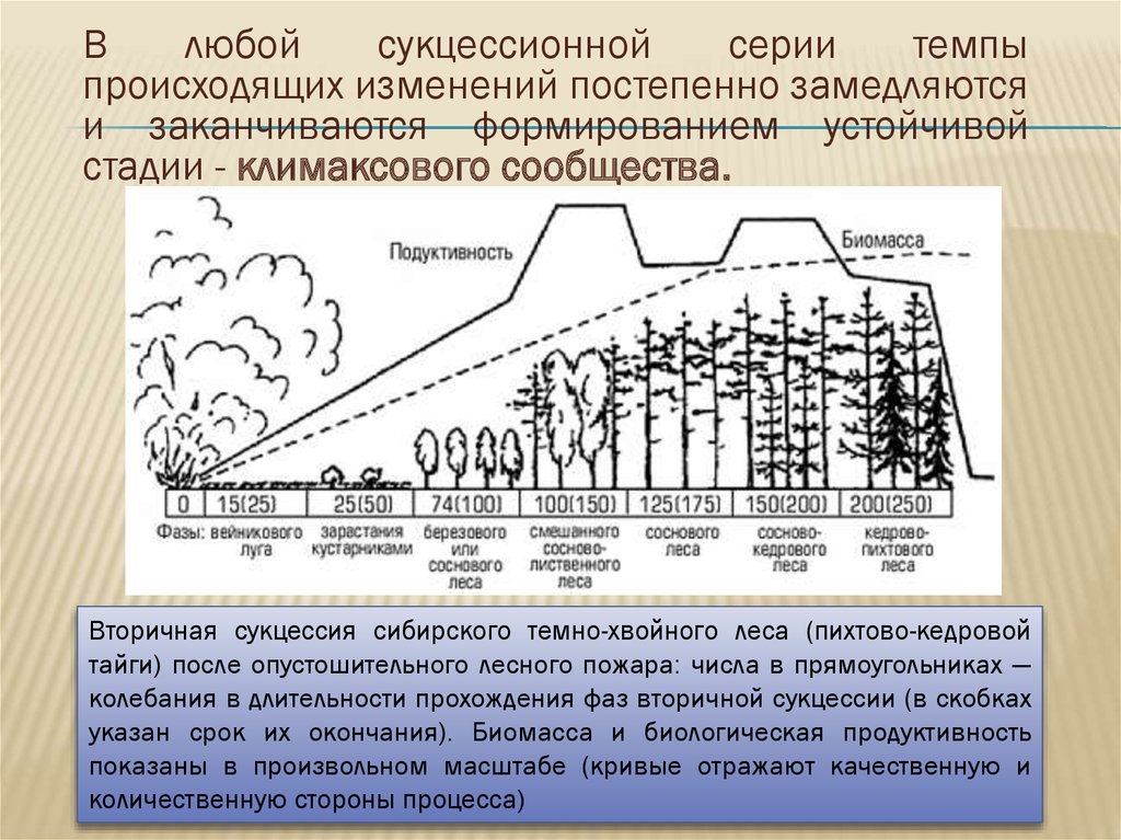 Вторичная сукцессия после пожара. Этапы сукцессии после пожара. Вторичная сукцессия елового леса. Сукцессия леса после пожара.