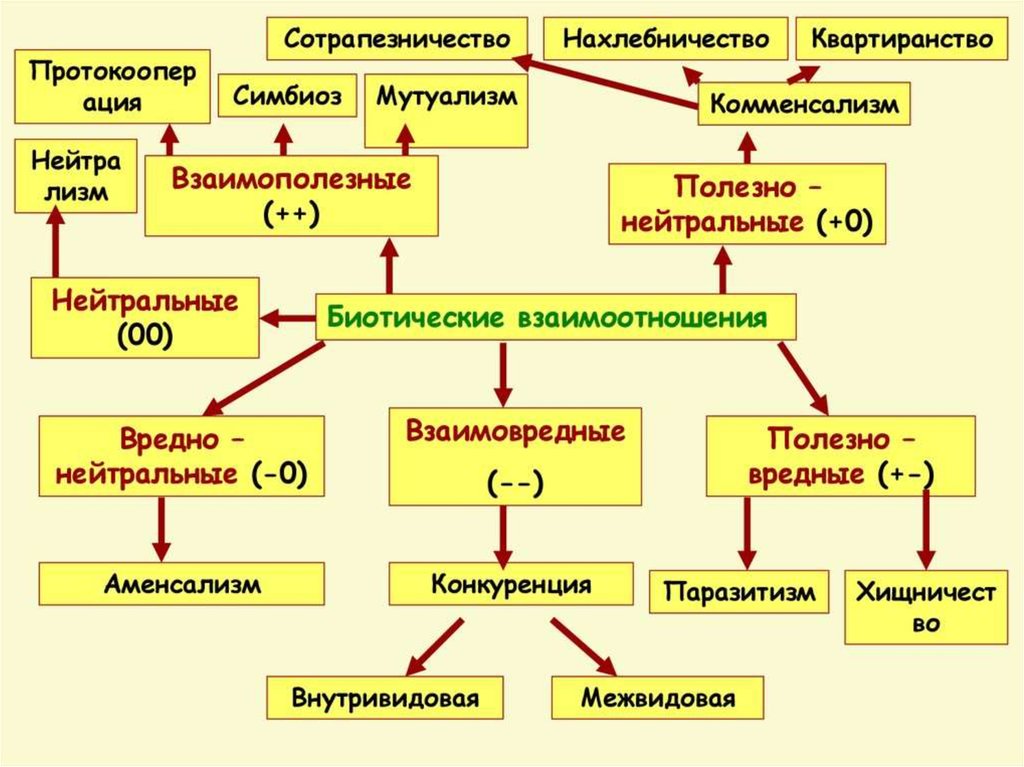 Межвидовые взаимоотношения презентация 11 класс