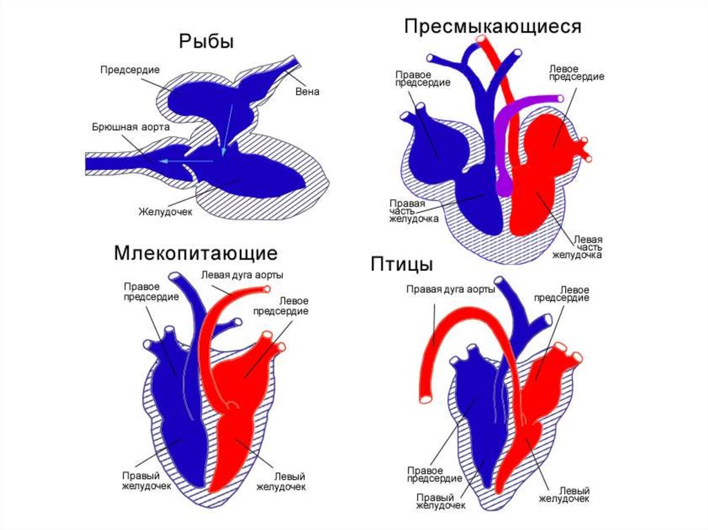 Различия птиц и млекопитающих. Схема строения сердца позвоночных. Эволюция кровеносной системы позвоночных животных. Эволюция кровеносной системы позвоночных схема. Схема строения кровеносной системы позвоночных.