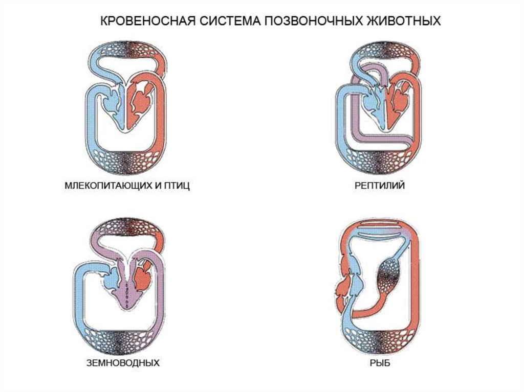 Рассмотрите комплект рисунков кровеносной системы позвоночных животных назовите