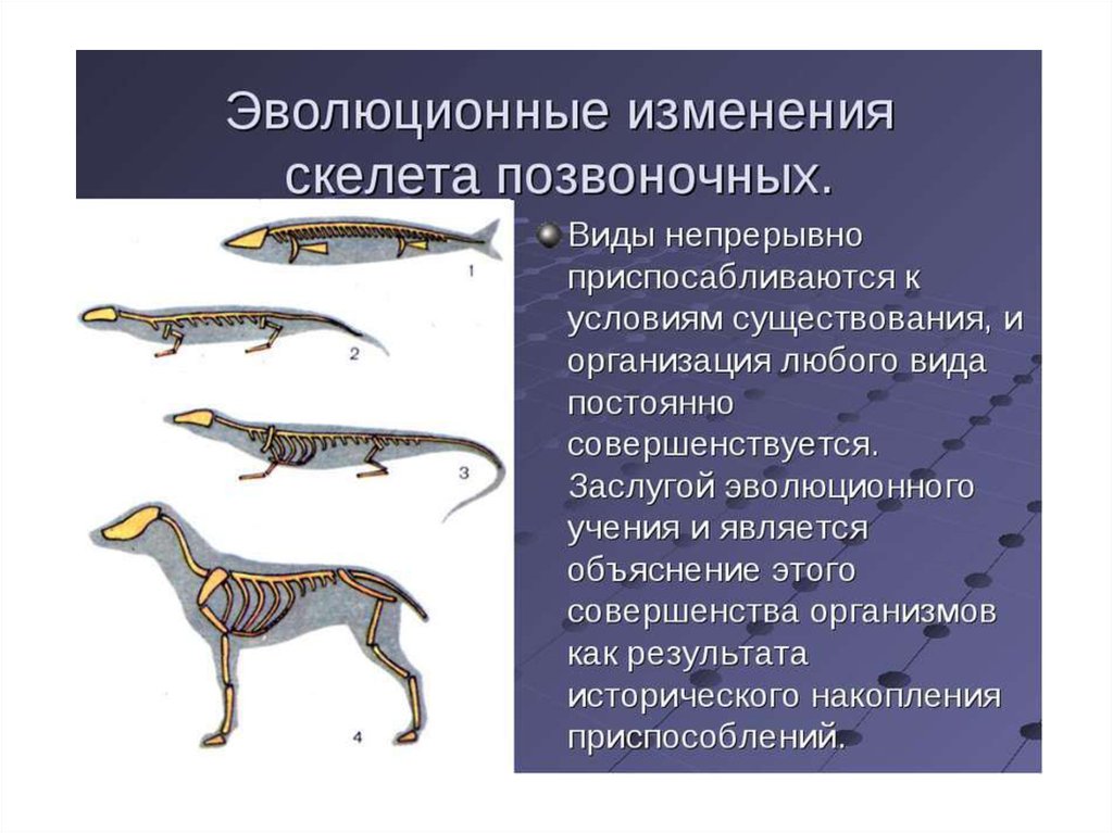 Типы эволюционных изменений презентация