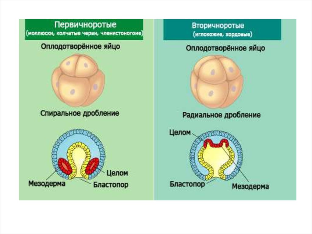 Первичноротые. Первичноротые и вторичноротые таблица. Первично ротые и вторичнороьые. Первичноротые и вторичноротые животные.