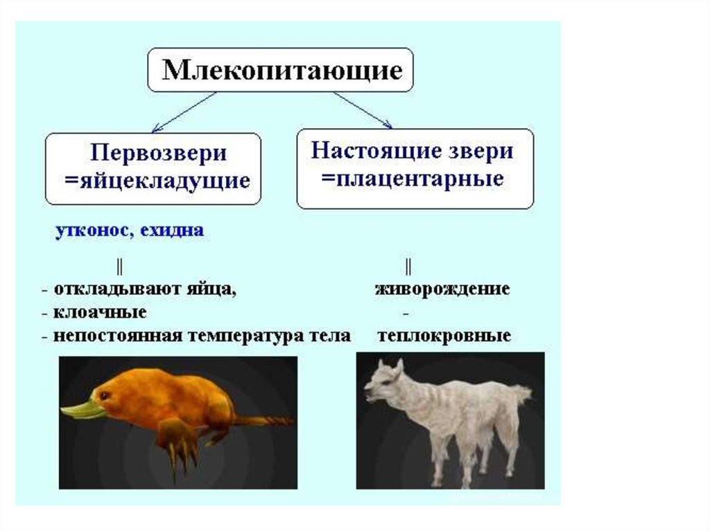 Различия птиц и млекопитающих. Классификация млекопитающих животных. Многообразие плацентарных млекопитающих. Представители класса мле. Класс животных млекопитающие.