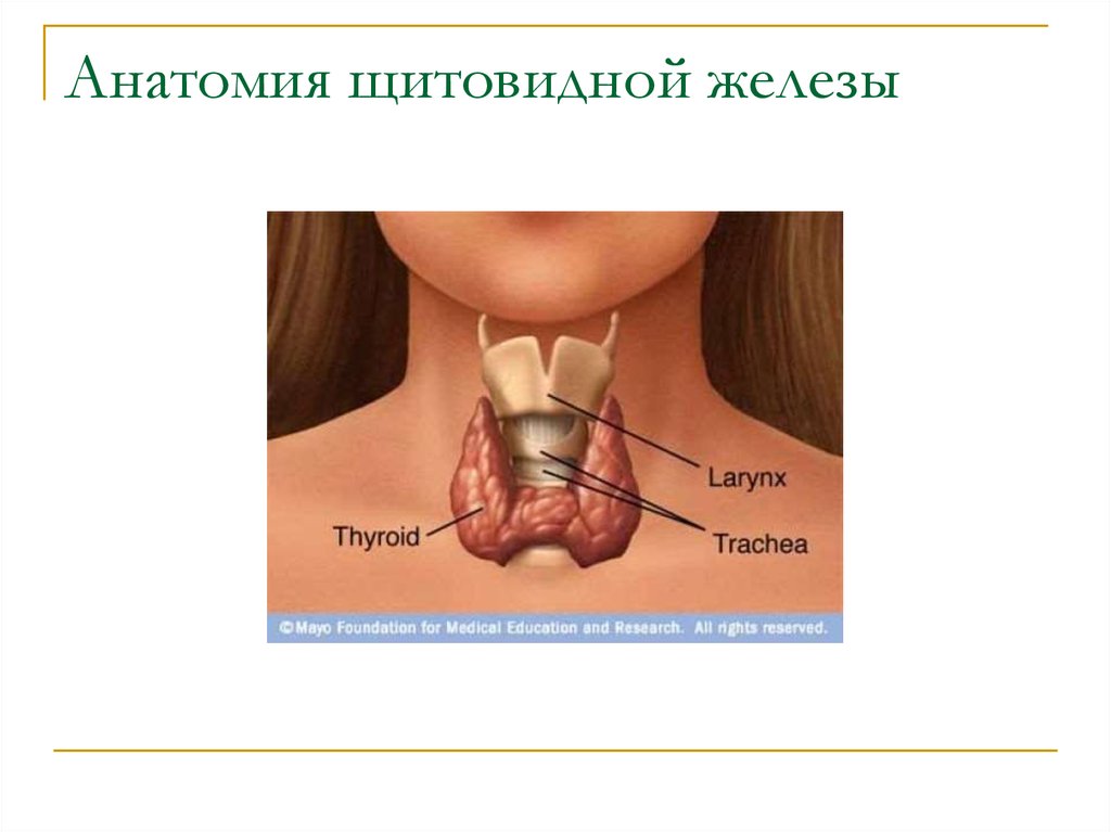 Заболевания щитовидной железы у детей презентация