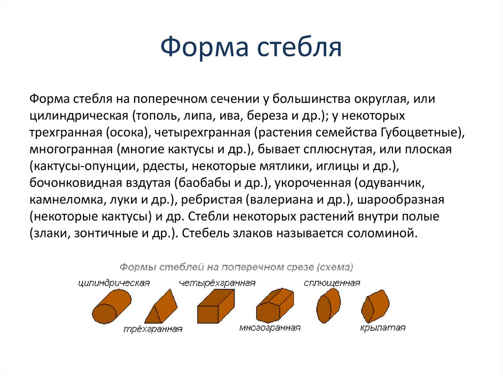 Шаровидная форма стебля кактуса