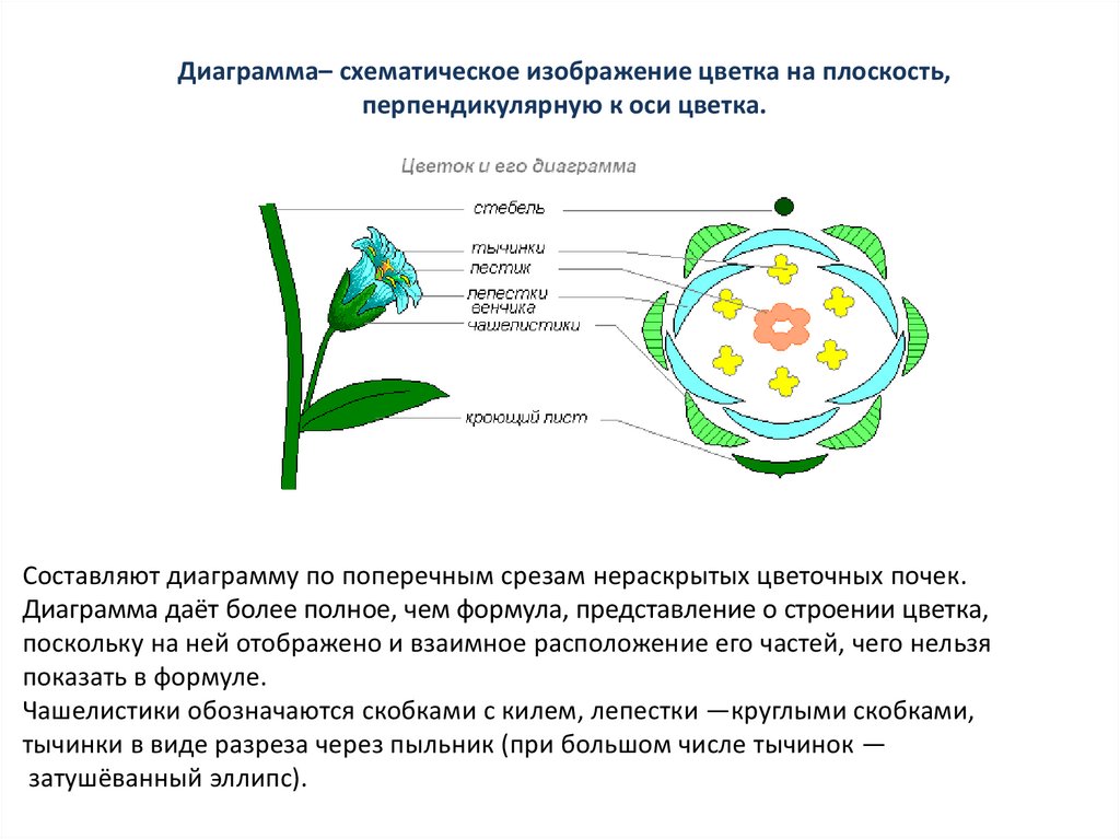 Диаграмма стебель листья как строить