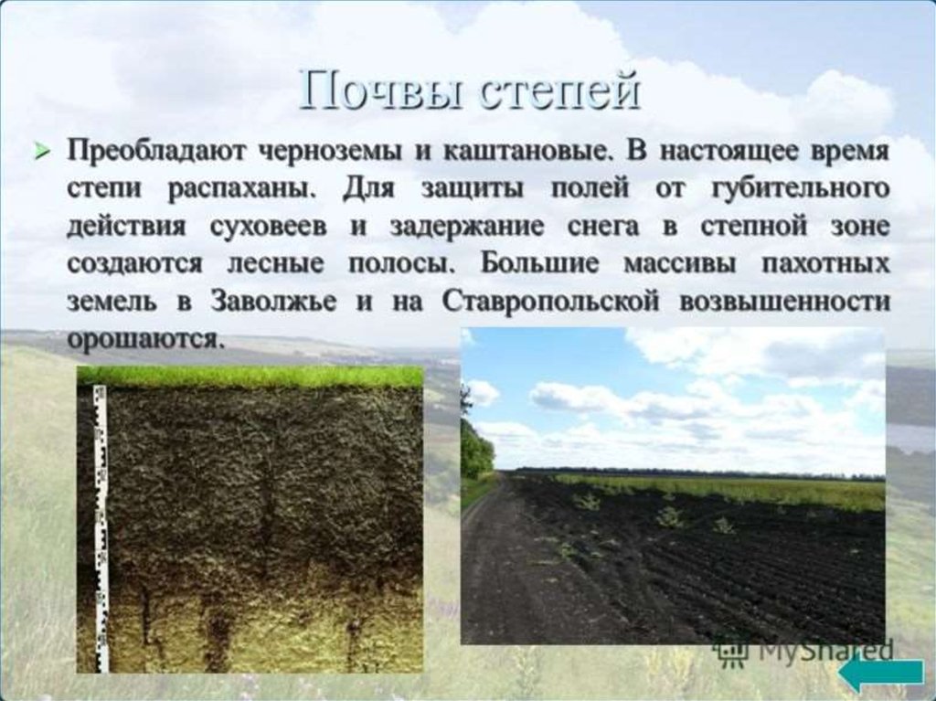 Какой тип почвы в степной зоне. Почвы степи. Степи с черноземными почвами. Почвы Степной зоны. Почвы степи в России.