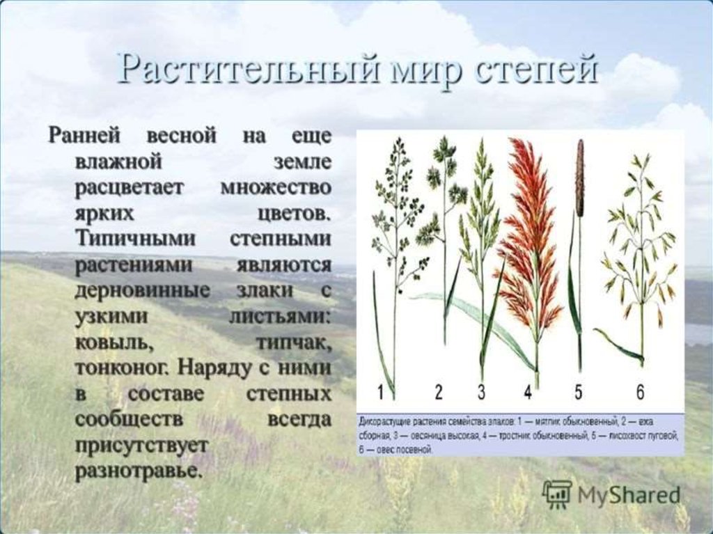 Распространены в степной зоне. Растительность степи. Растения степи. Растительный мир пспепи. Растения степи России.