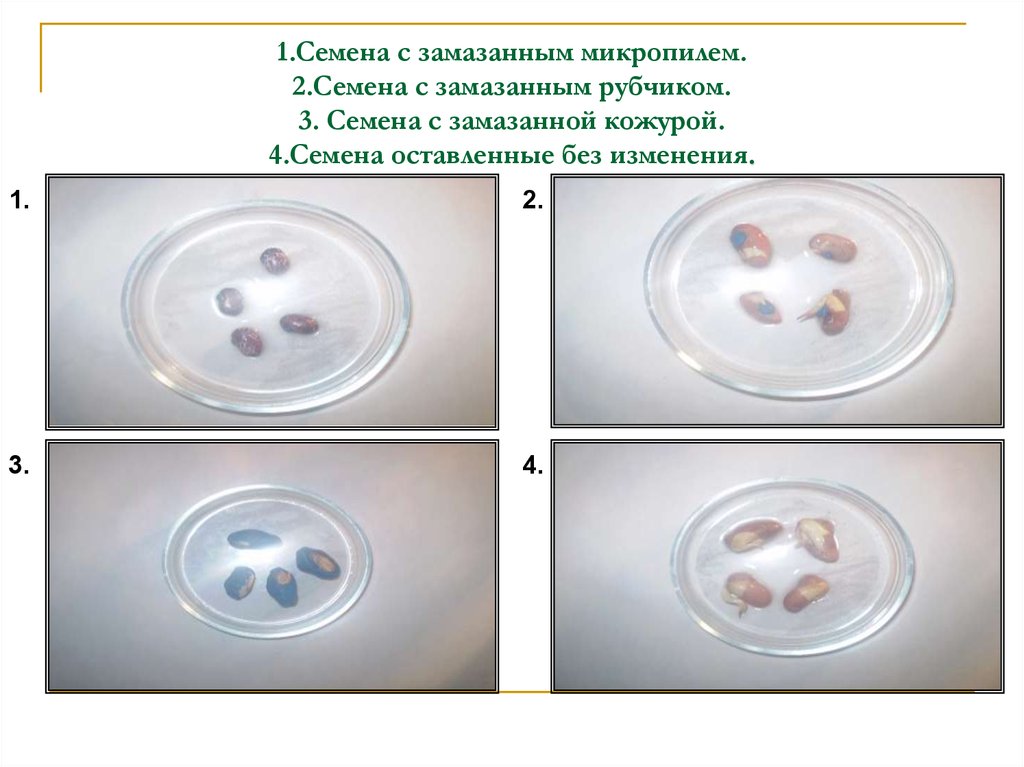 Потребность в воде для прорастания семян различных растений.