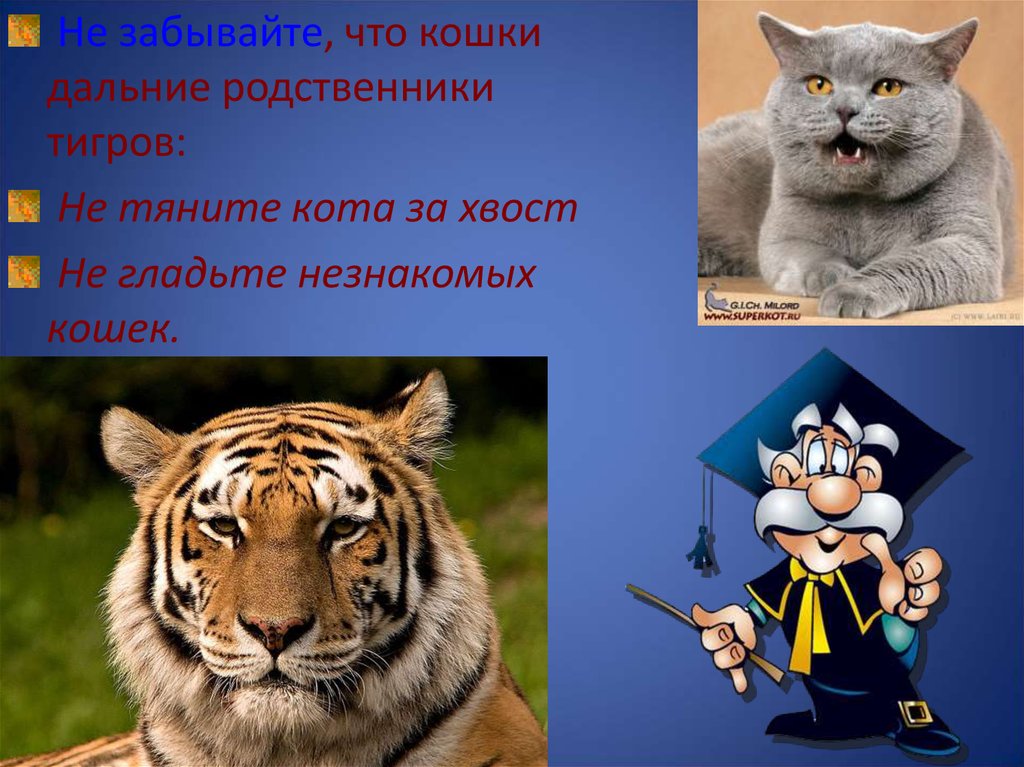 Животные родственники. Родственники кошачьих. Родственники тигров. Сородичи тигра. Кошки дальние родственники тигров.