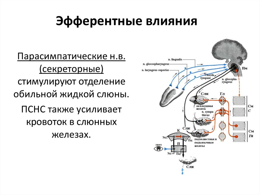 Сосудодвигательный центр находится в мозге