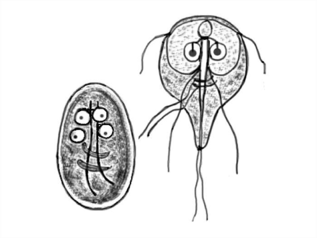 Рассмотрите рисунки 1 2 с изображением паразитических простейших