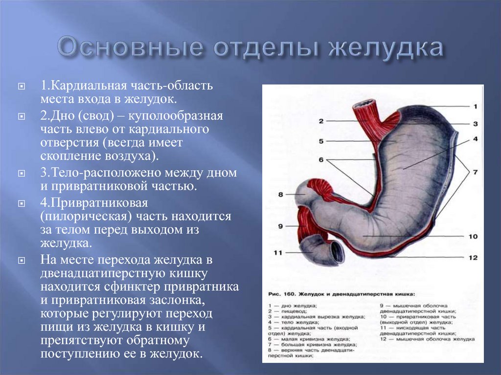 Части желудка анатомия. Анатомия желудка антральный отдел. Скелетотопия пилорического отверстия желудка. Отделы желудка. Кардиальный латынь