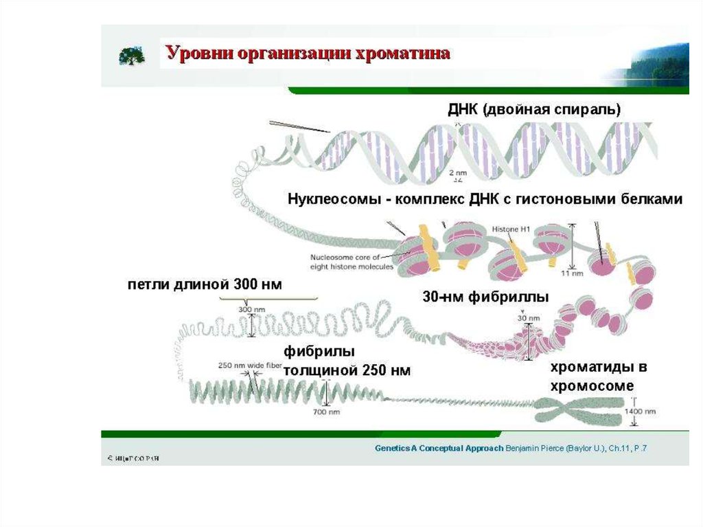 Спирализация белка. Уровни организации хроматина. Этапы организации хроматина. Уровни упаковки хроматина. Уровни конденсации хроматина.