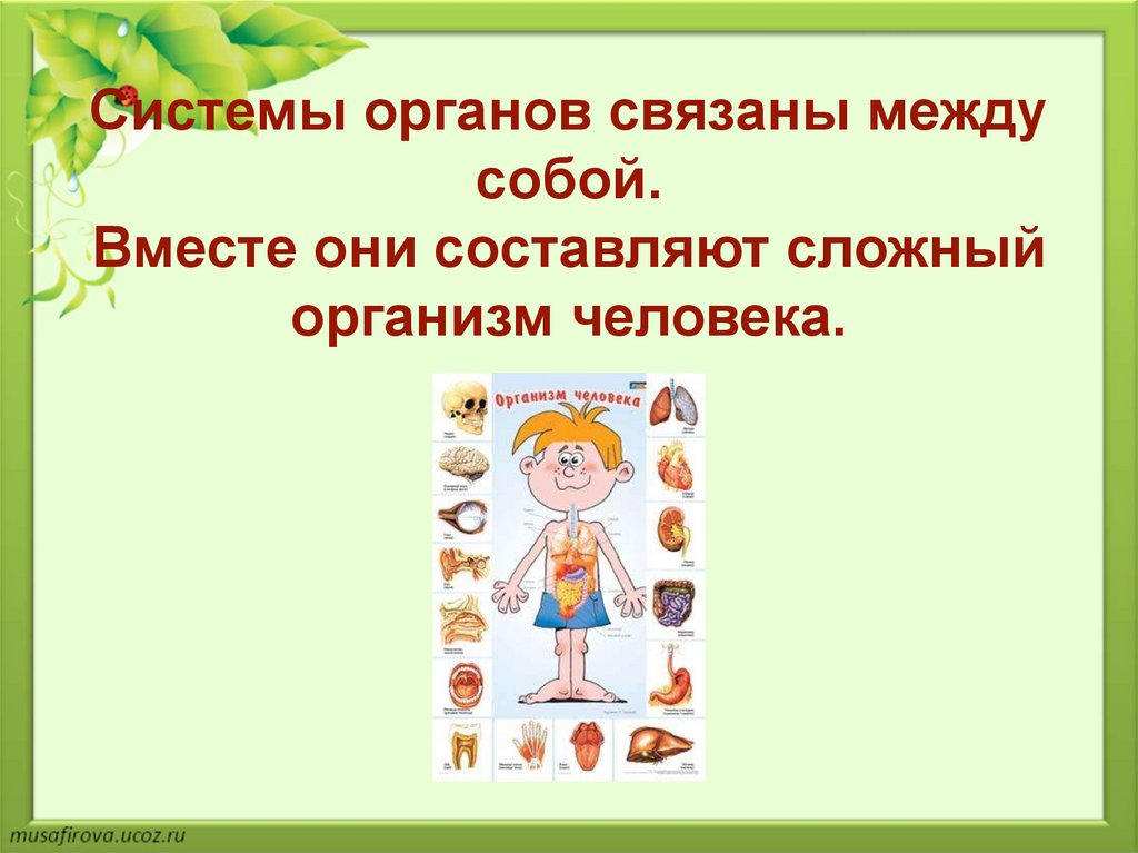 Сложные организмы.