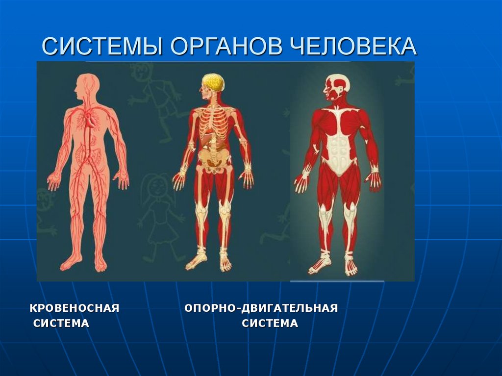 Изображения систем органов человека. Основные системы органов человека 5 класс. Систамаорганов человека. Системы органовмчелопвека. Человек в системе.