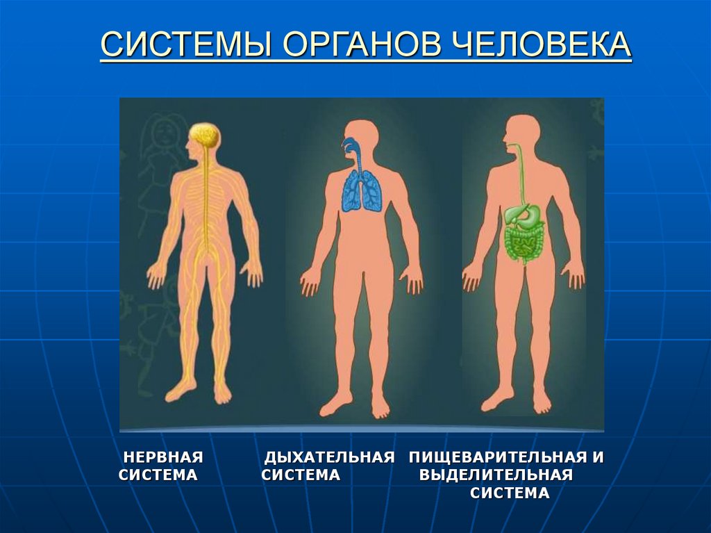 Темы человек живой организм. Система органов 3 класс окружающий. Системы органовмчелопвека. Систамаорганов человека. Си тема органов человека.