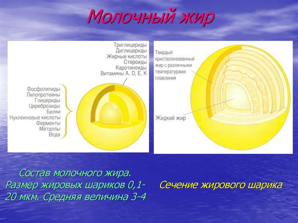 Строение молочного. Строение жировых шариков молока. Молочный жир состав. Строение жирового шарика молока. Жировые шарики в молоке.