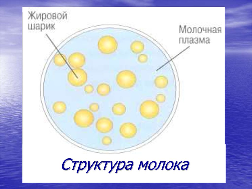 Жир в молоке. Строение молока. Строение жирового шарика молока. Молоко строение. Жировые шарики молока.