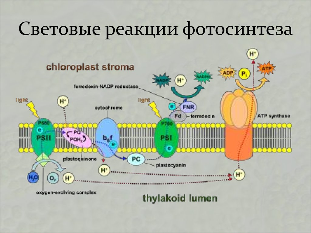 Фермент тилакоида. Световая фаза фотосинтеза на мембране. Световая фаза на мембране тилакоидов. Световая фаза фотосинтеза на мембране тилакоида. Световая фаза фотосинтеза схема.