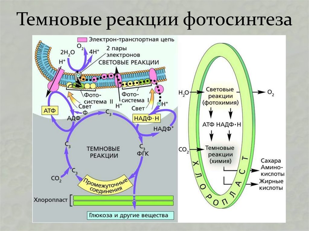 Цикл Кальвина в фотосинтезе ЕГЭ. АТФ синтетаза фотосинтез. Схема цикла фотосинтеза. Световая фаза фотосинтеза схема ЕГЭ. Как изменится интенсивность дыхания и интенсивность фотосинтеза