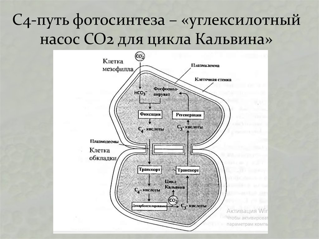 Сам путь фотосинтеза схема