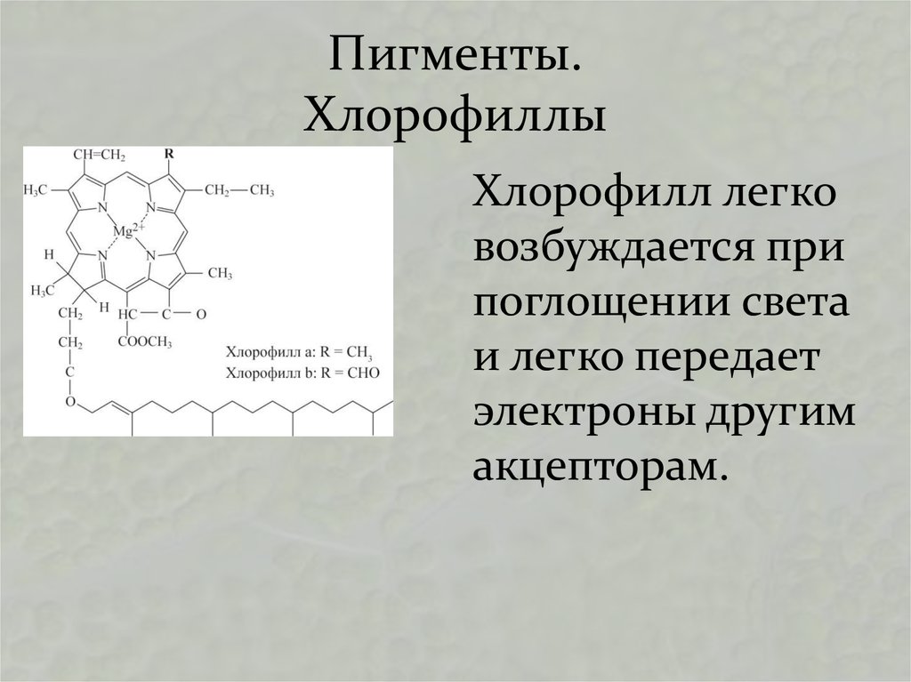 Прием хлорофилла