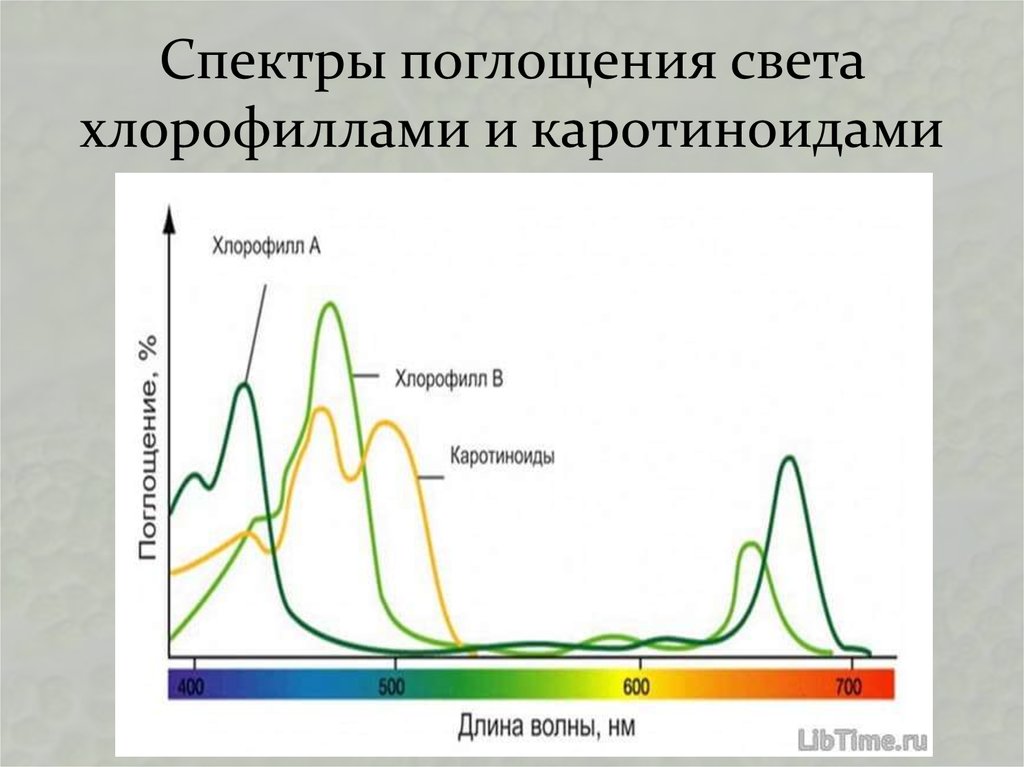 Хлорофилл поглощение. Хлорофилл а и б спектры поглощения. Спектр поглощения хлорофилла. Спектр поглощения света хлорофиллами а и в. Хлорофилл каротиноиды спектры поглощения.