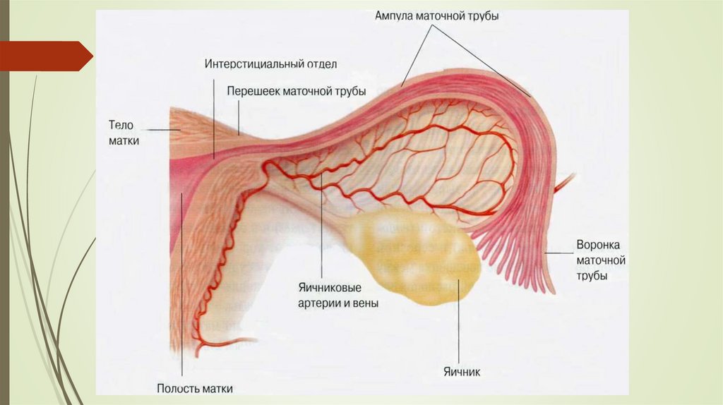 Репродуктивная система 8 класс. Анатомия русалки. Анатомия русалки половые органы. Анатомия русалки репродуктивная функция. Строение русалок анатомия.
