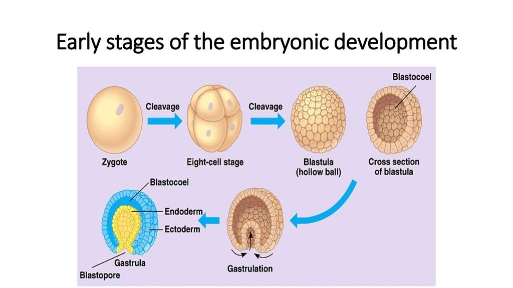 246 Fertilization And Early Embryonic Development