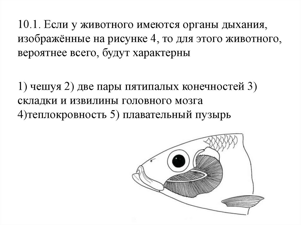 Впр биология рыбы