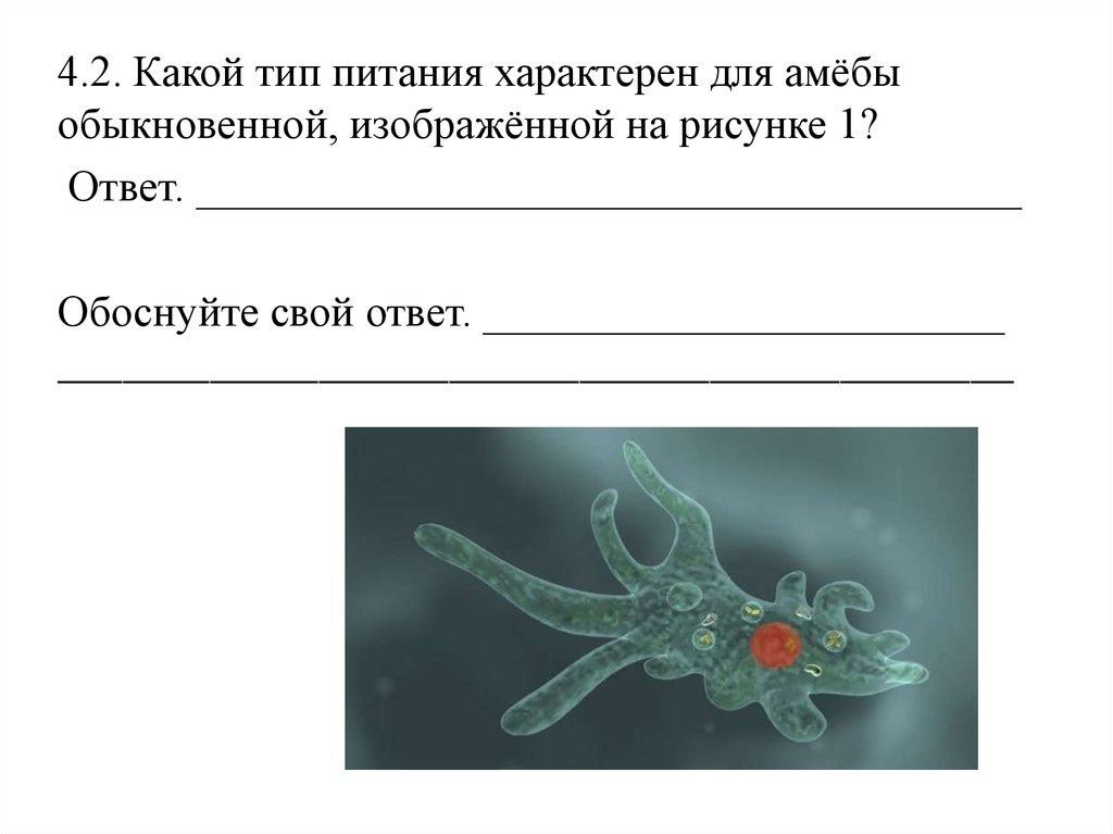 Какой тип развития характерен для каракатицы изображенной на рисунке