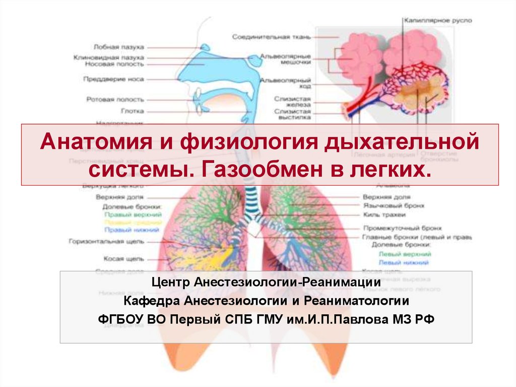 Презентация анатомия и физиология органов дыхания