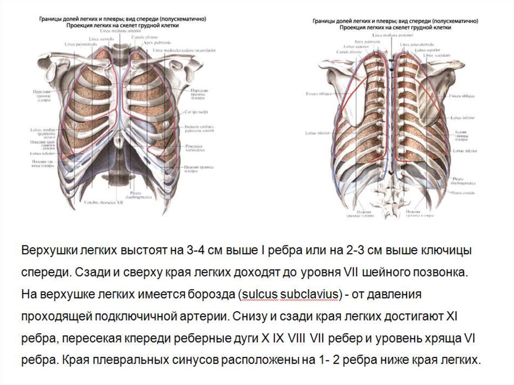 Легкие находятся спереди. Верхняя граница легких спереди находится. Легкие спереди или сзади у человека. Проекция границ легких и плевры на грунуюклеку. Проекция границ легких и плевры сзади.