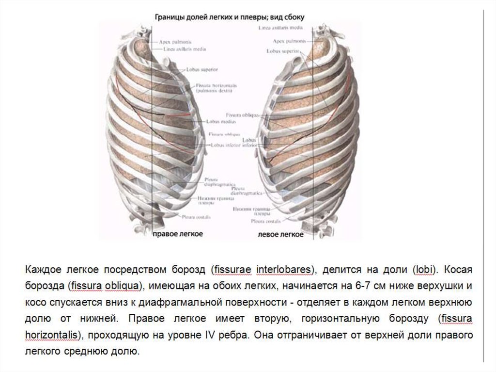 Виды легких. Границы легких и плевры вид сбоку. Границы легких сбоку. Вид сбоку границы легких. Границы правого легкого вид сбоку.