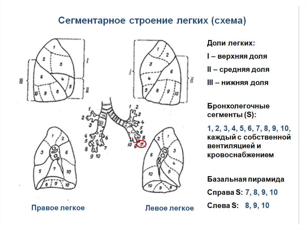 Сколько сегментов. Сегментарное строение легких анатомия. Легкие доли и сегменты анатомия. Анатомическое строение легких доли сегменты. Сегменты легкого сбоку.