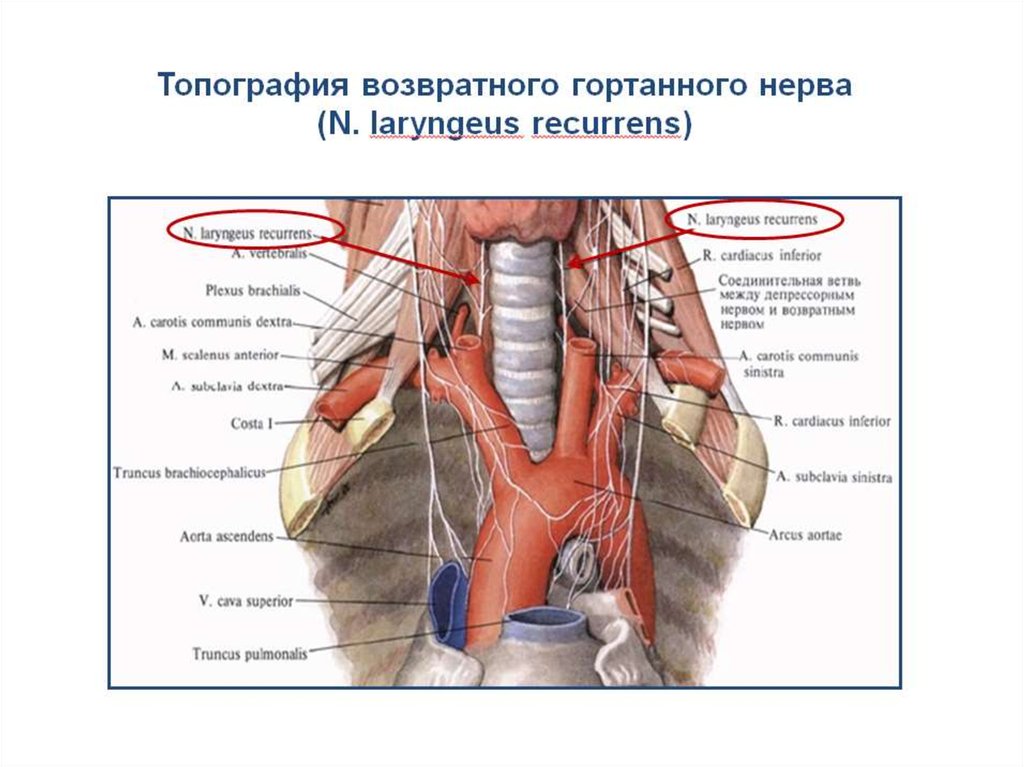 Топография нервов. Возвратный гортанный нерв анатомия. Возвратный гортанный нерв топография. Возвратный нерв гортани топография. Анатомия правого возвратного гортанного нерва.