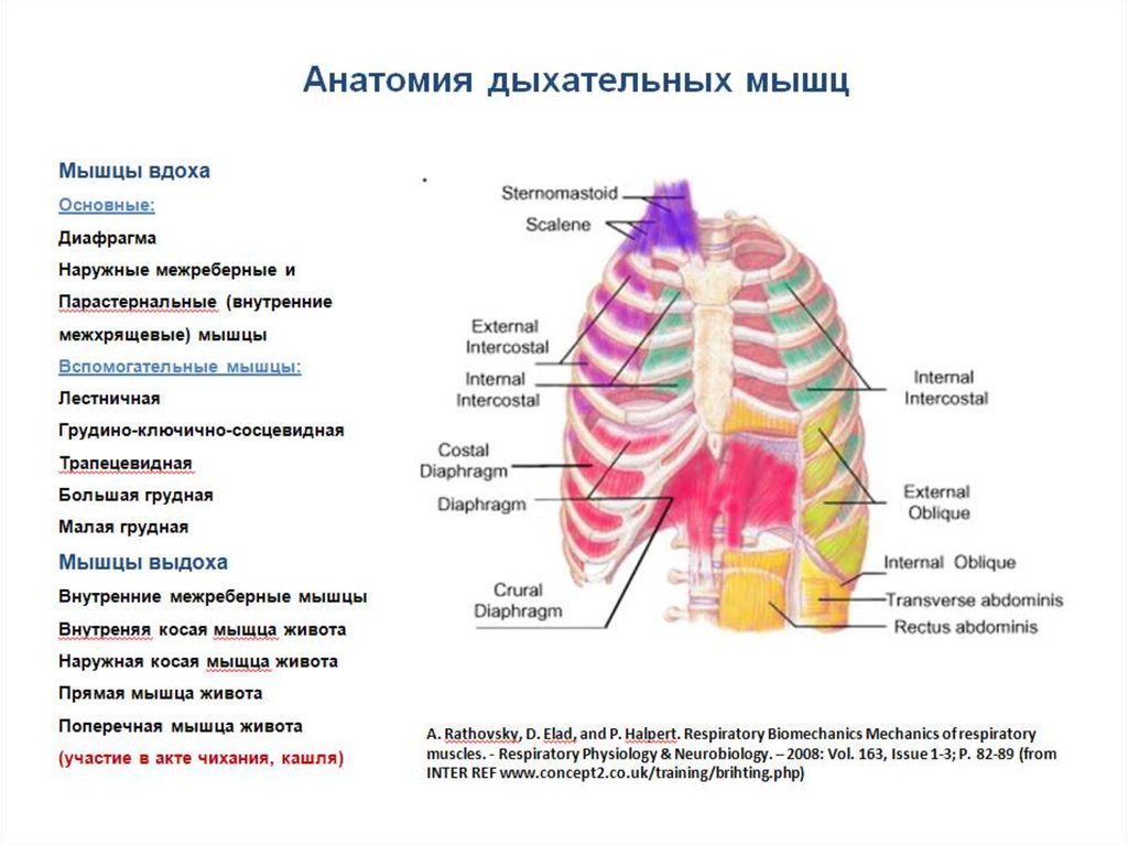 Презентация анатомия и физиология органов дыхания